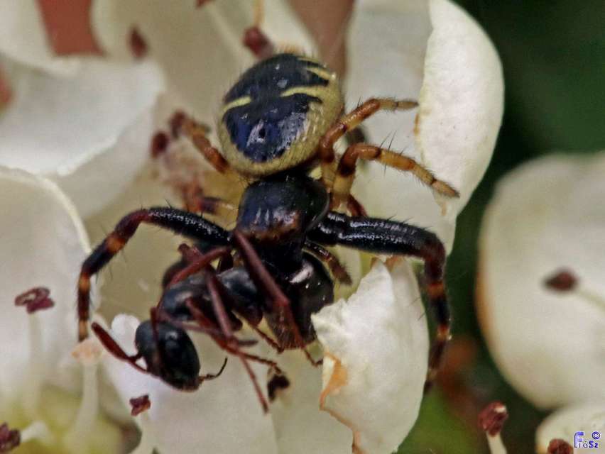 Synema globosum/ornatum