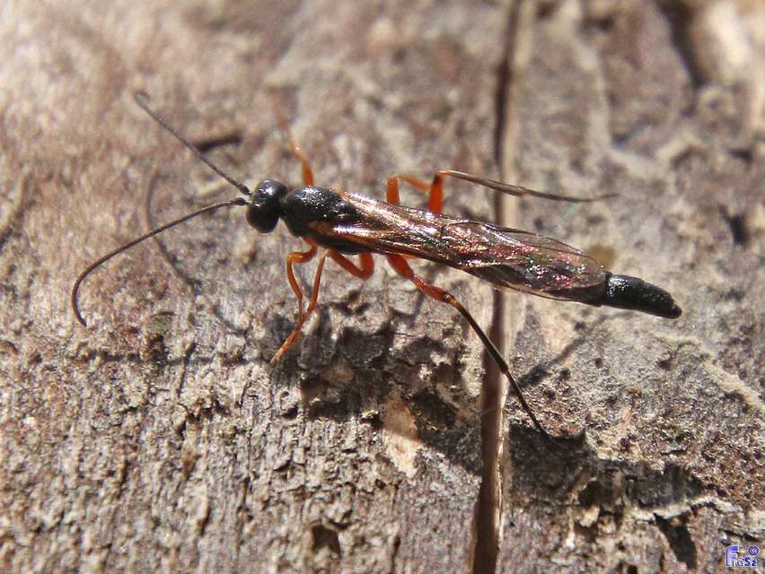 Dolichomitus