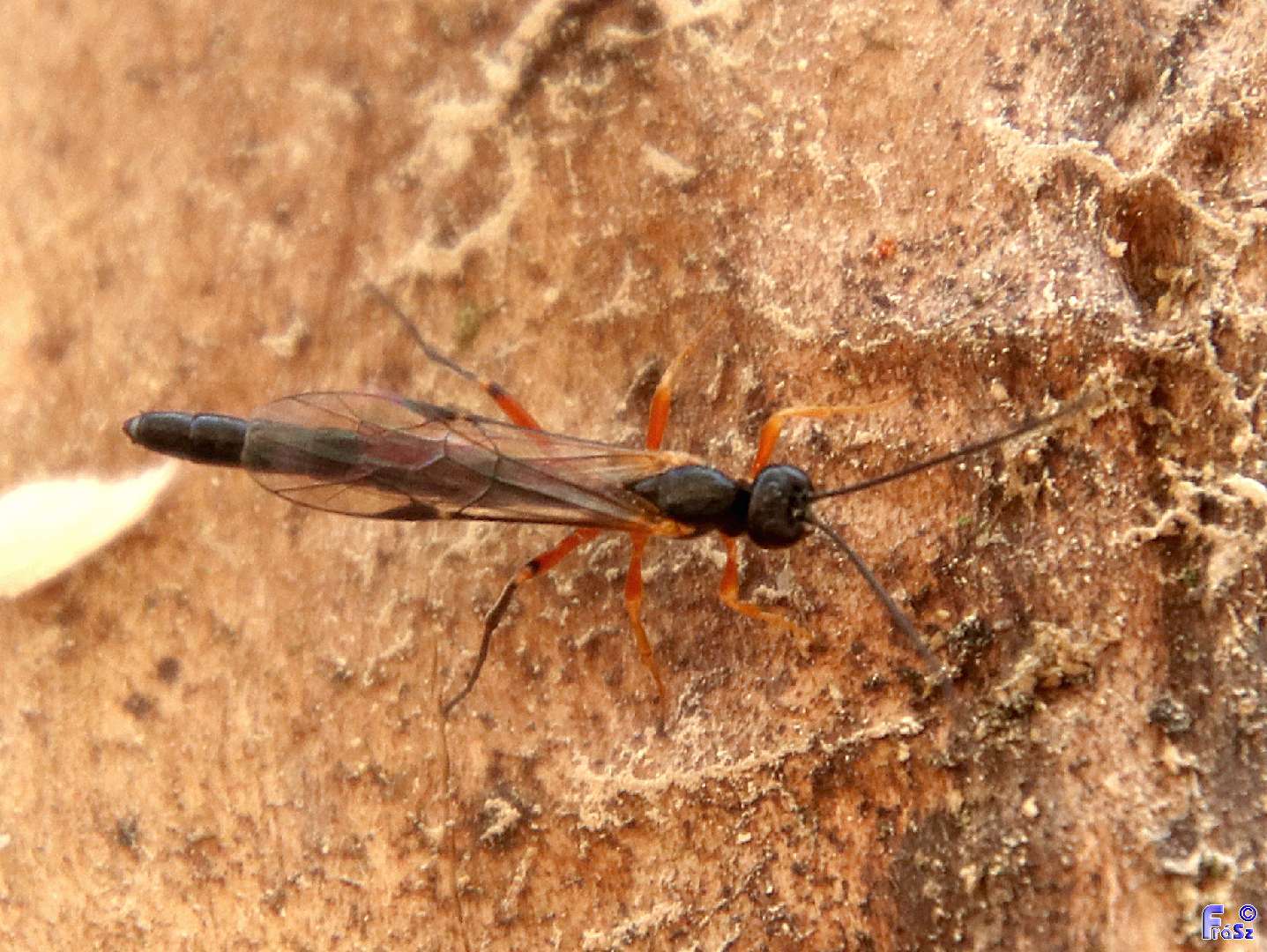 Dolichomitus