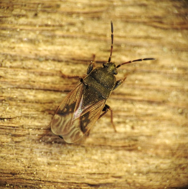 Megalonotus chiragra - bundás bodobács