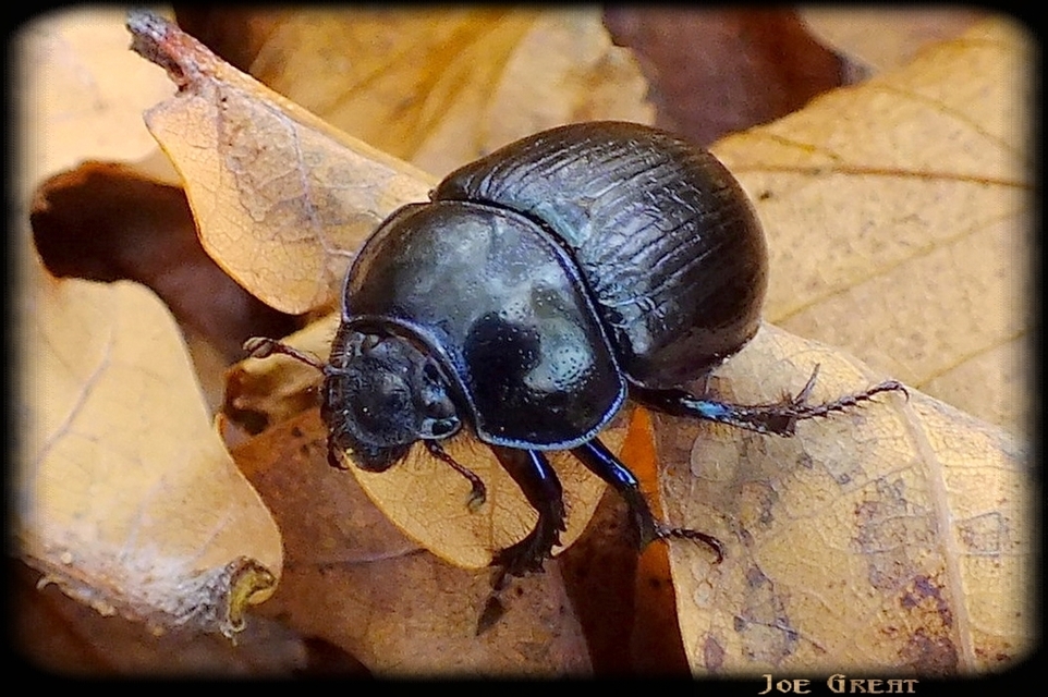Anoplotrupes stercorosus - erdei álganéjtúró