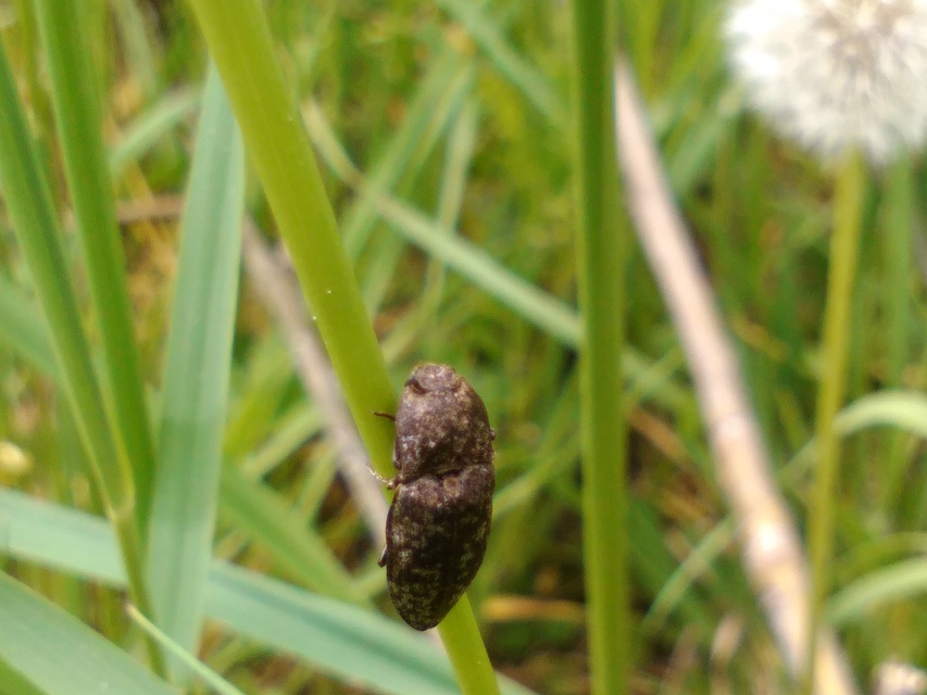 Agrypnus murinus - egérszínű pikkelyespattanó