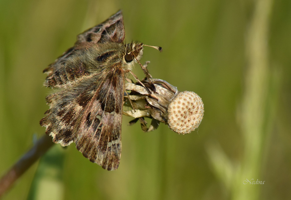 Carcharodus alceae - mályva-busalepke