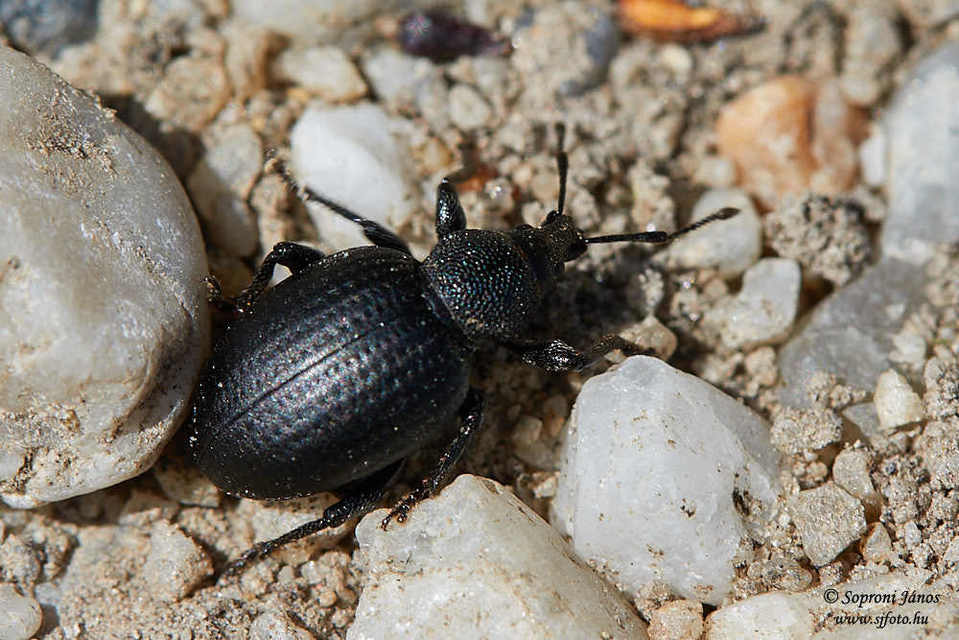 Otiorhynchus catenulatus - gyászos gyalogormányos