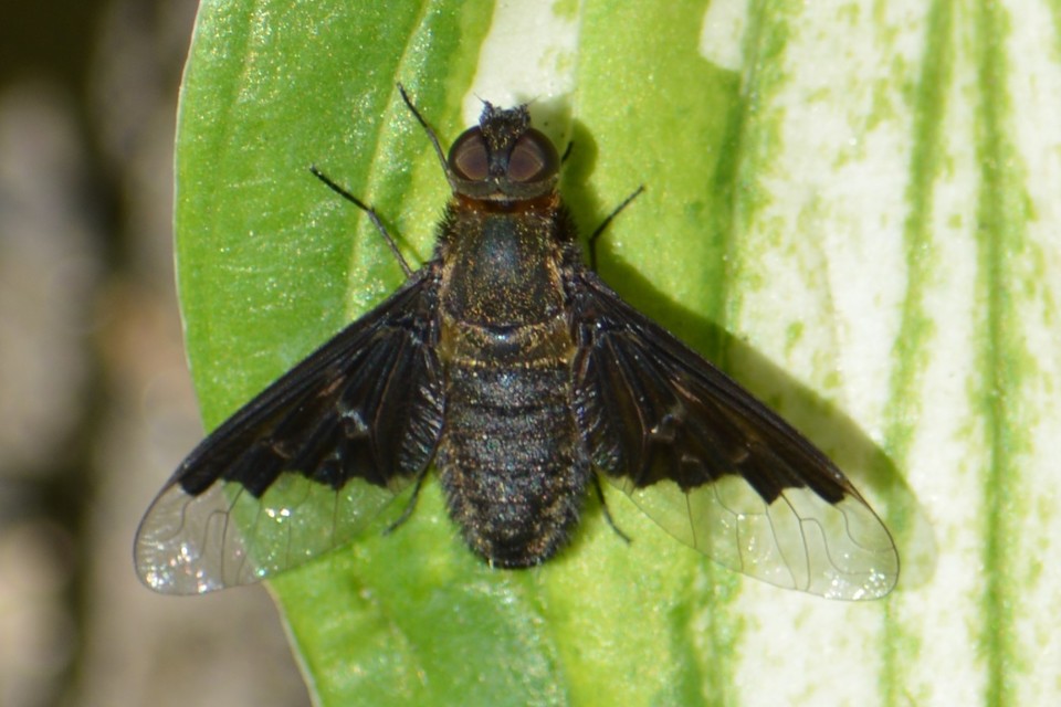 Hemipenthes morio - közönséges gyászlégy