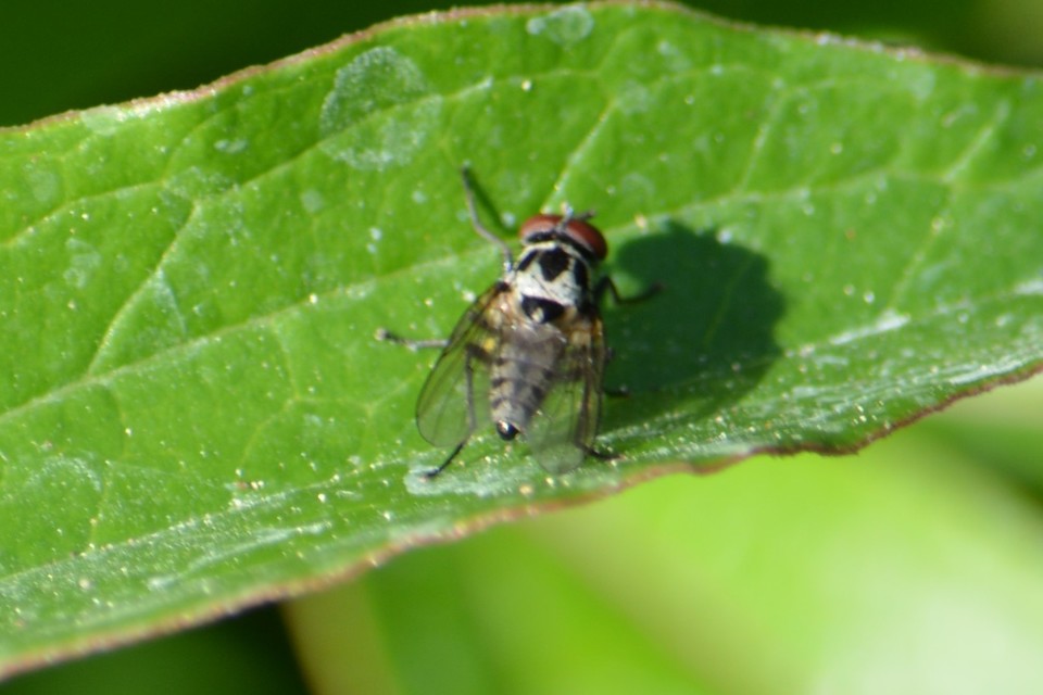 Anthomyia