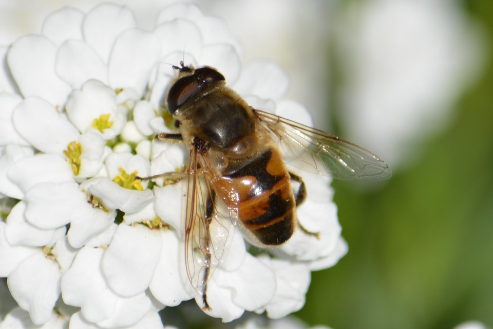 Eristalis tenax - közönséges herelégy