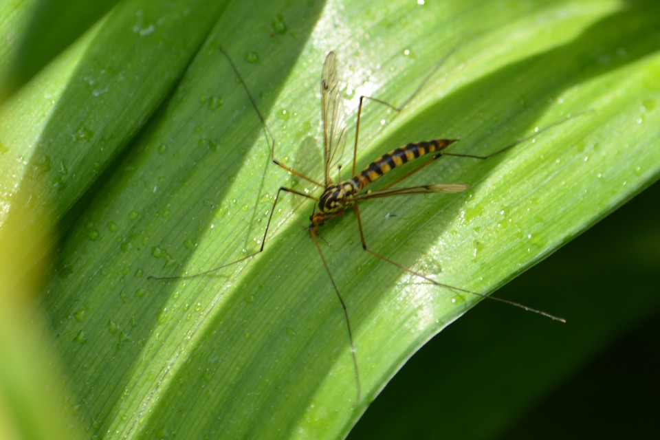 Nephrotoma scalaris