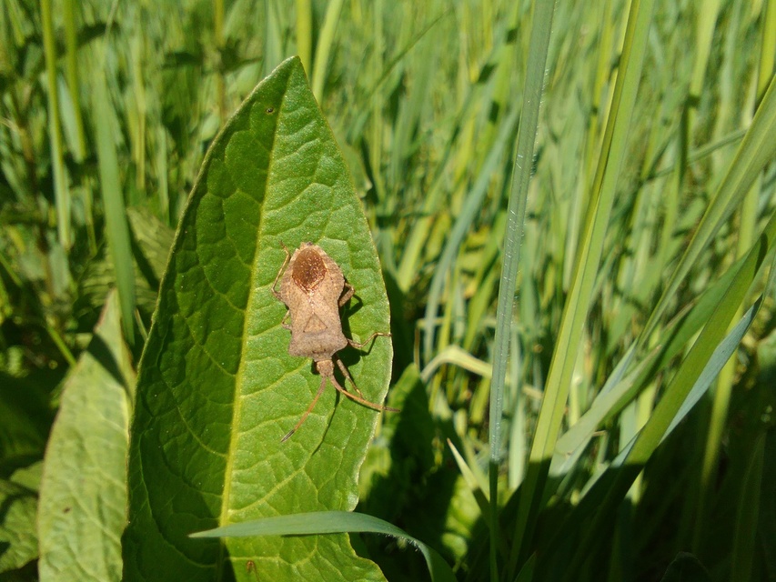 Coreus marginatus - közönséges karimáspoloska