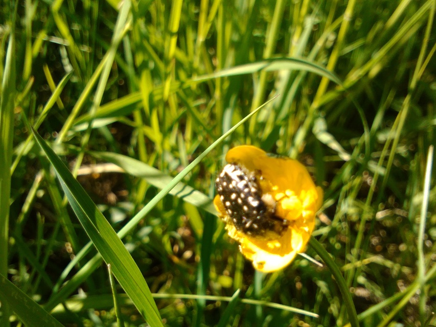 Oxythyrea funesta - sokpettyes virágbogár