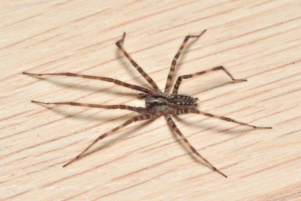Tegenaria