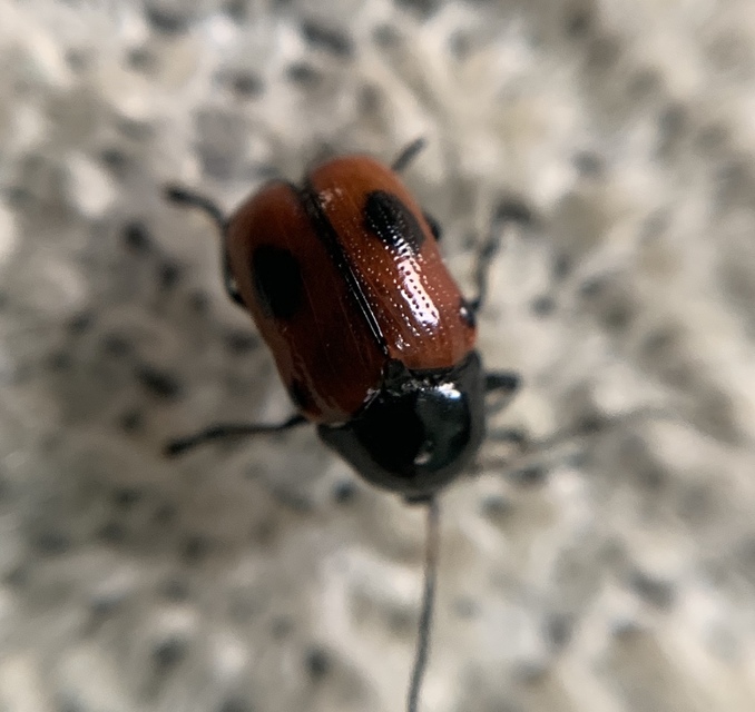 Cryptocephalus bipunctatus - kétpettyes zömökbogár