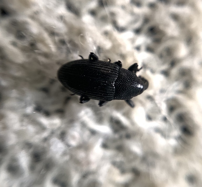 Baris artemisiae - feketeüröm báris