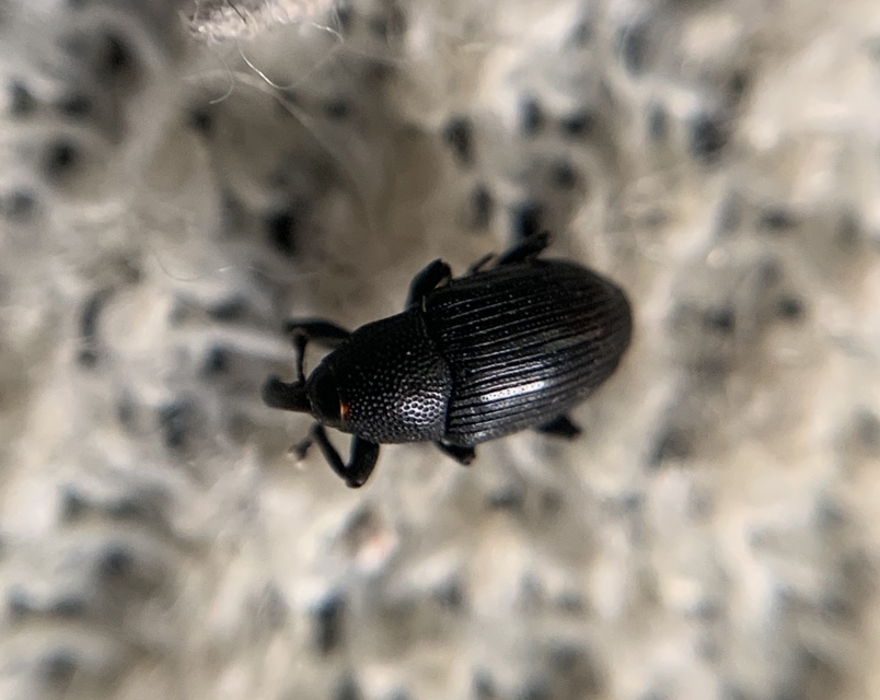 Baris artemisiae - feketeüröm báris