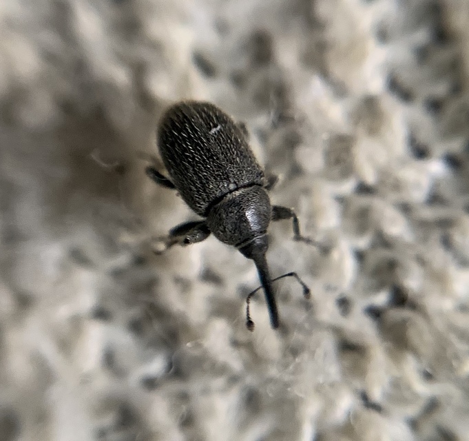 Rhinusa asellus - szőrcsillagos ökörfarkkóró-ormányos