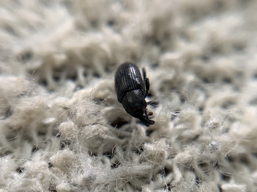 Baris artemisiae - feketeüröm báris