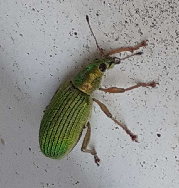 Polydrusus formosus - selymes lombormányos