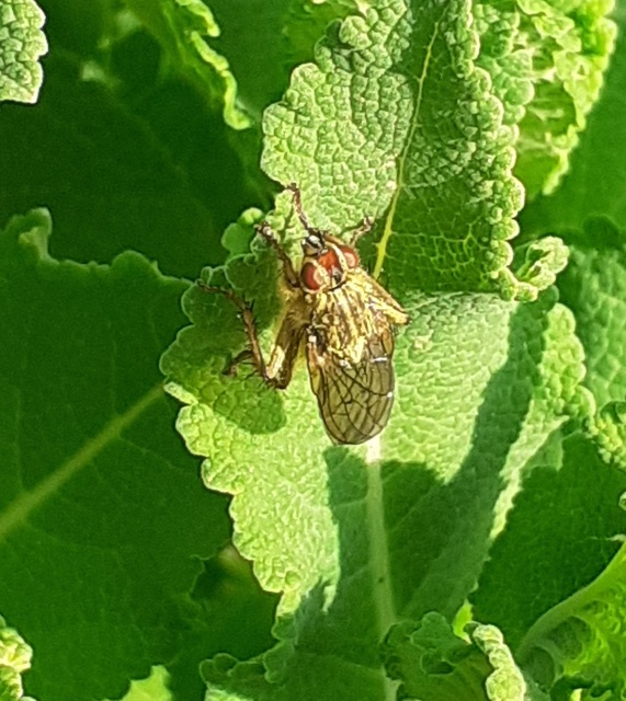 Scathophaga stercoraria - közönséges trágyalégy