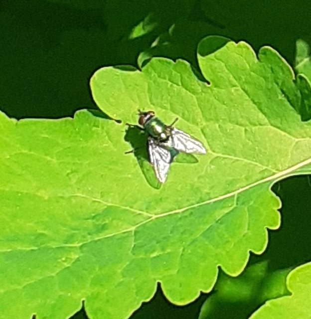 Muscidae - igazi legyek
