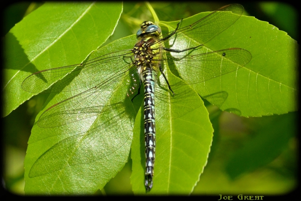Brachytron pratense - szőrös karcsúacsa
