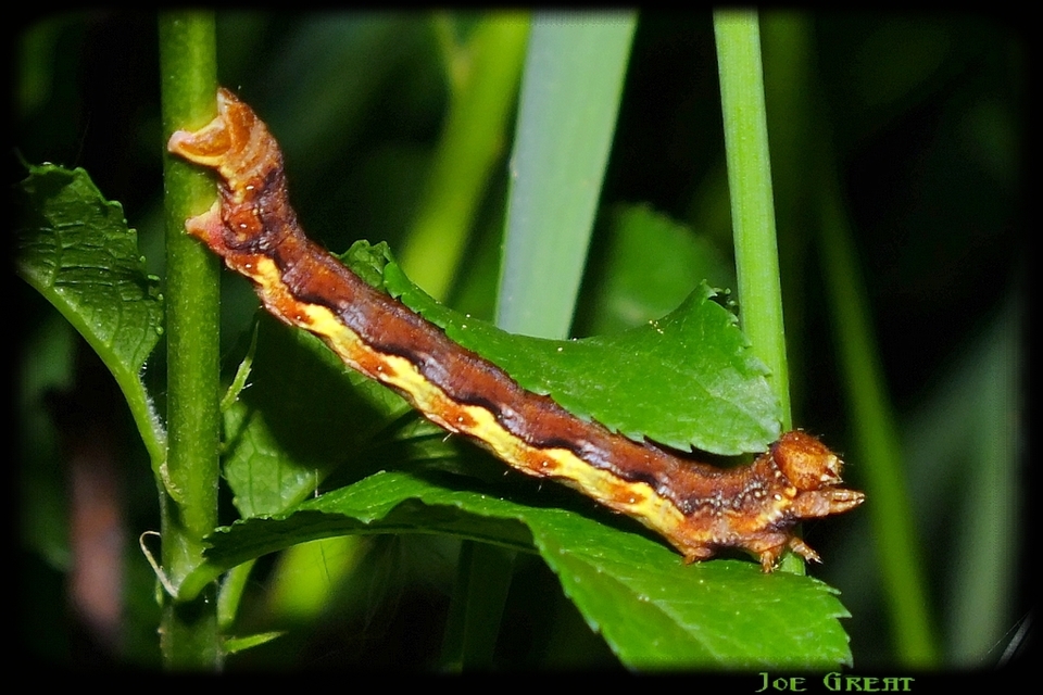Erannis defoliaria - nagy téliaraszoló
