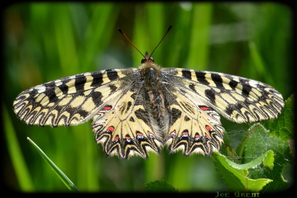 Zerynthia polyxena - farkasalmalepke