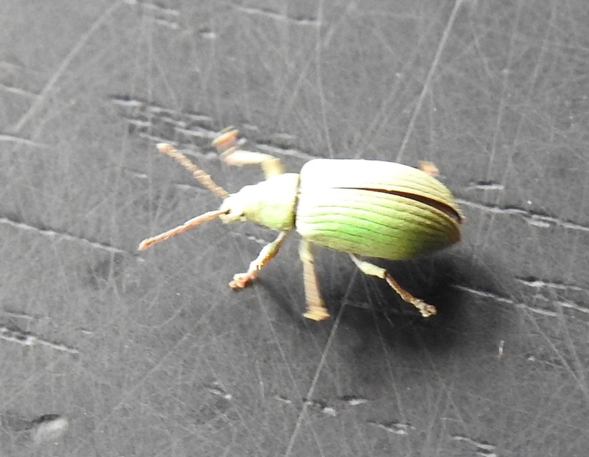 Phyllobius virideaeris - halványzöld levélormányos