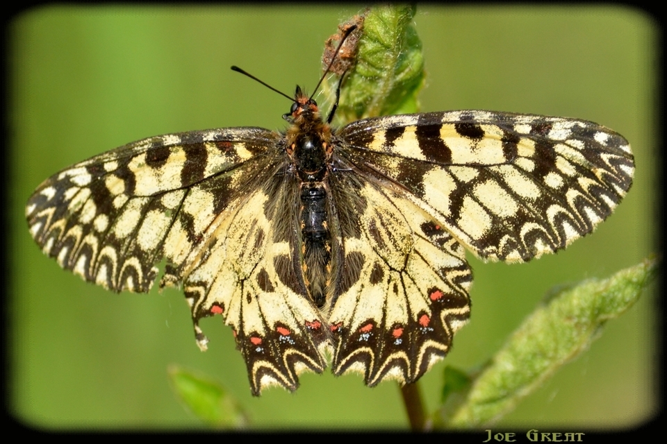 Zerynthia polyxena - farkasalmalepke