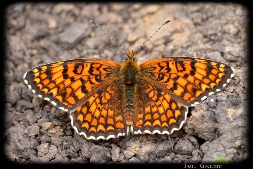 Melitaea phoebe - nagy tarkalepke