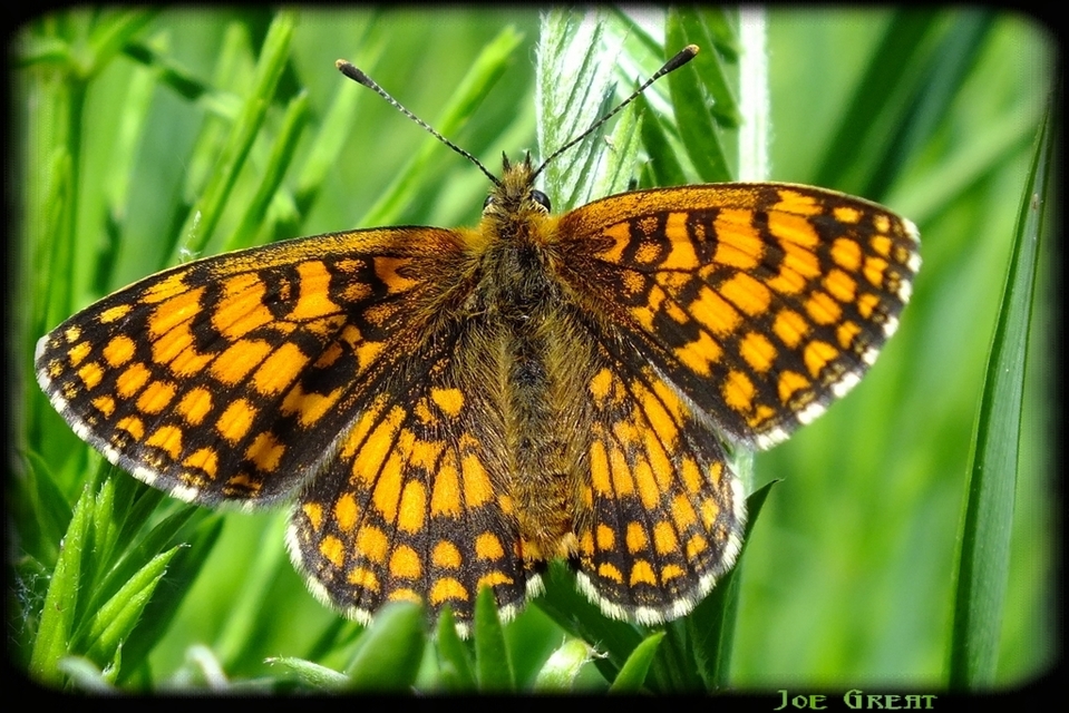 Melitaea athalia - közönséges tarkalepke