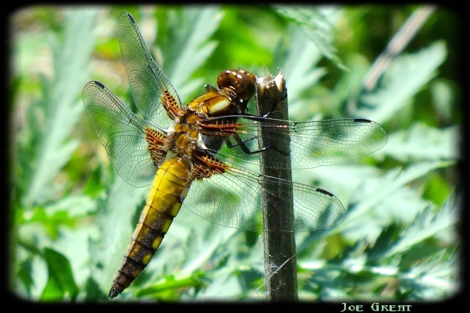 Libellula depressa - széles laposacsa