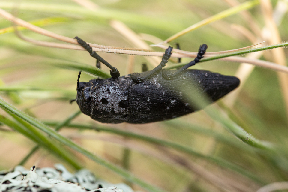 Capnodis tenebrionis - kökény-tükrösdíszbogár