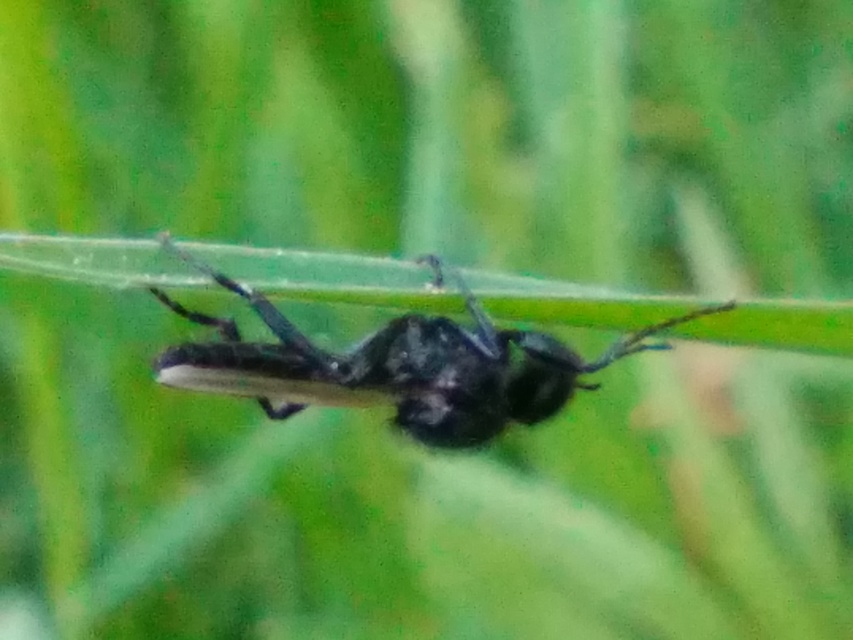 Bibionidae - bársonylegyek
