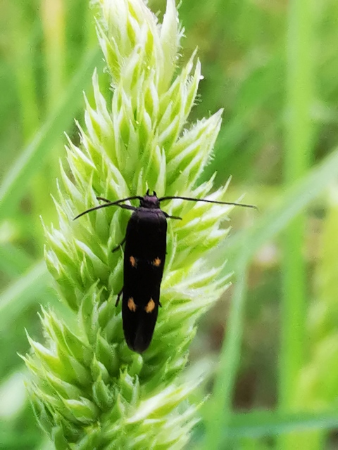 Parascythris muelleri - kétpettyes zöldmoly