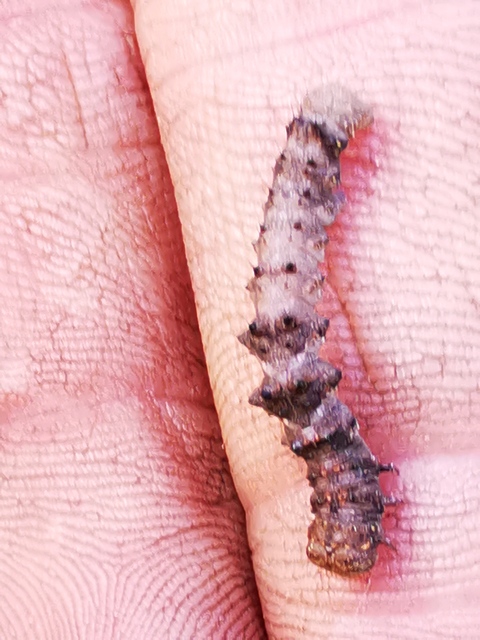 Apocheima pilosaria - zöldes tavasziaraszoló