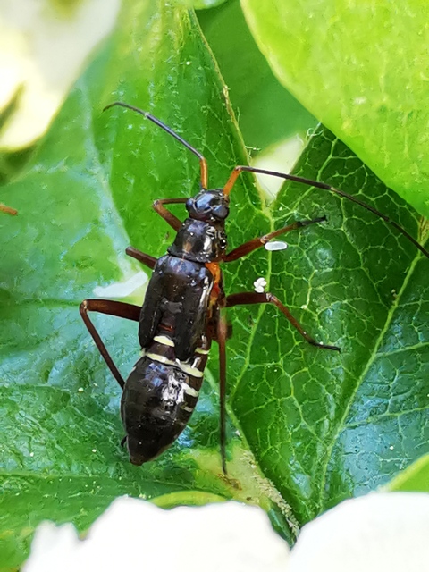Miris striatus - sávos mezeipoloska