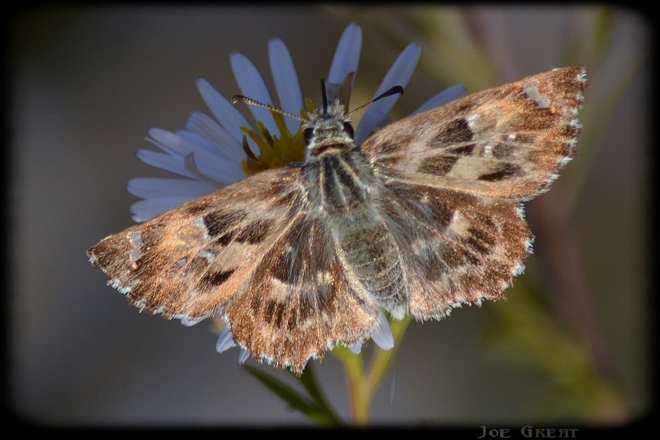 Carcharodus alceae - mályva-busalepke