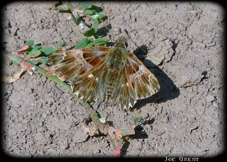 Carcharodus floccifera - pemetefű-busalepke
