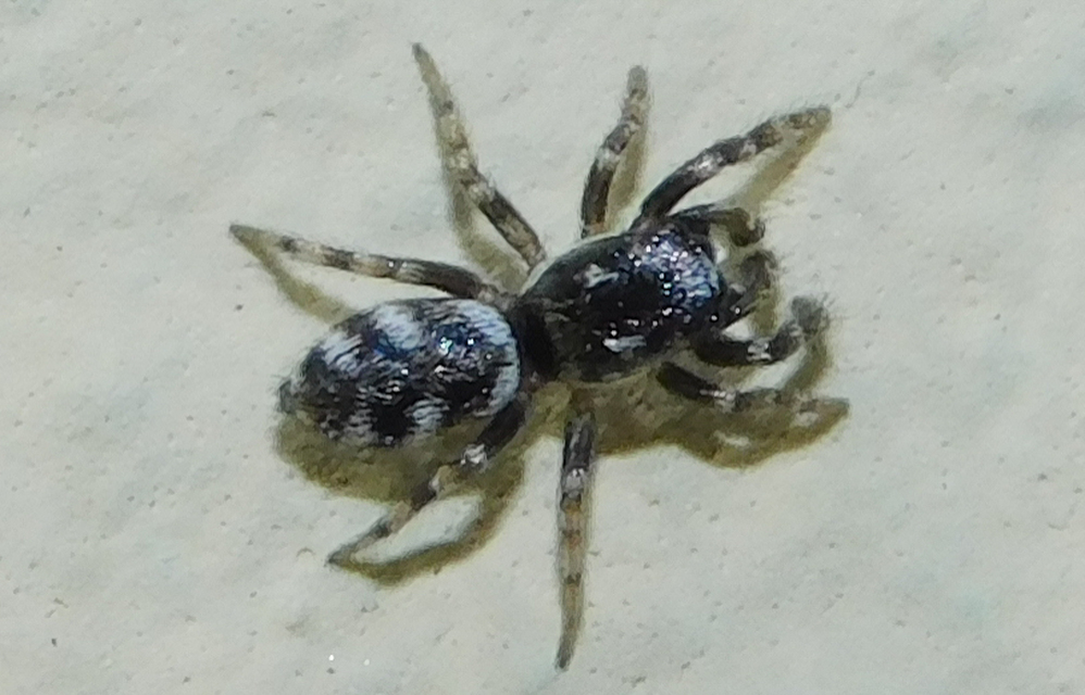 Salticus