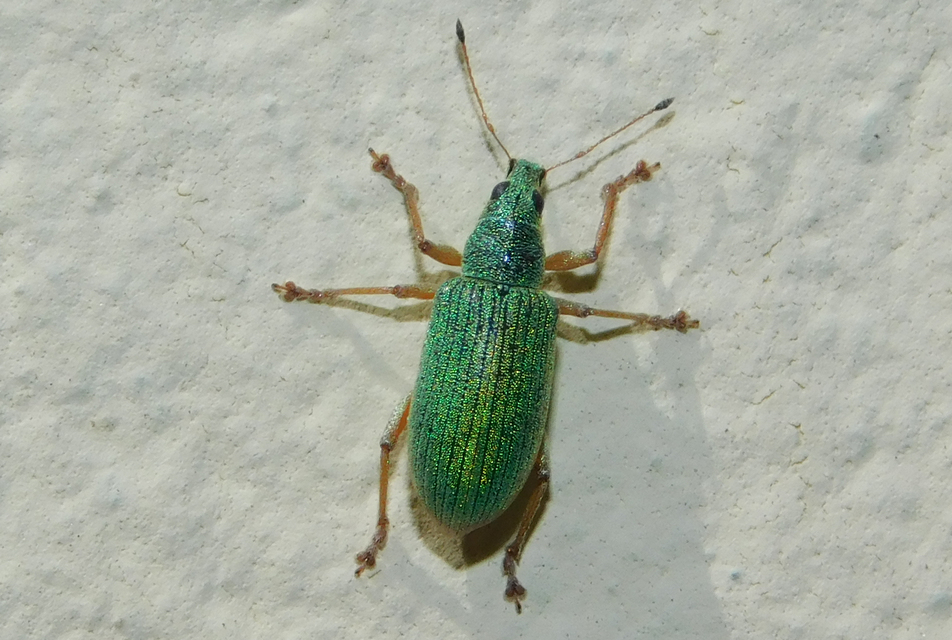 Polydrusus formosus - selymes lombormányos