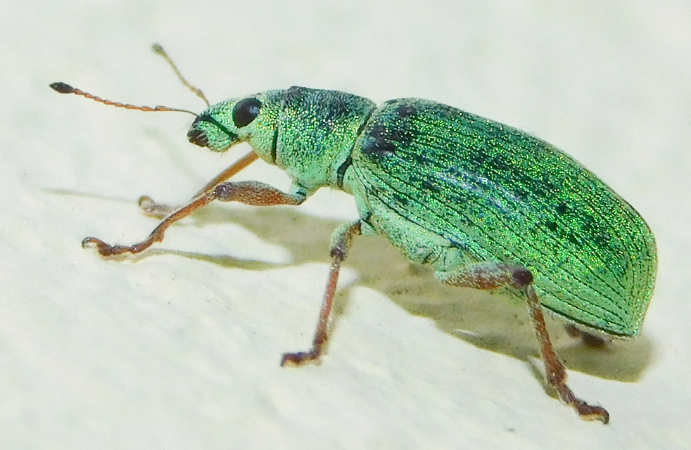 Polydrusus formosus - selymes lombormányos