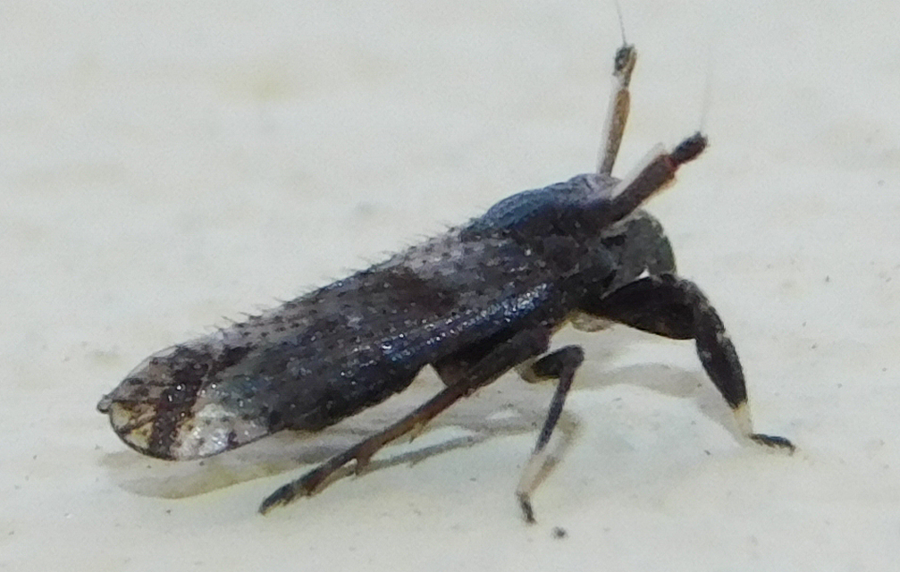 Asiraca clavicornis