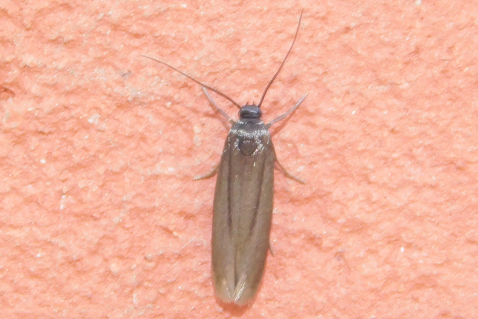 Scythrididae - zöldmolyfélék