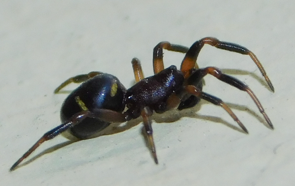 Asagena phalerata/meridionalis