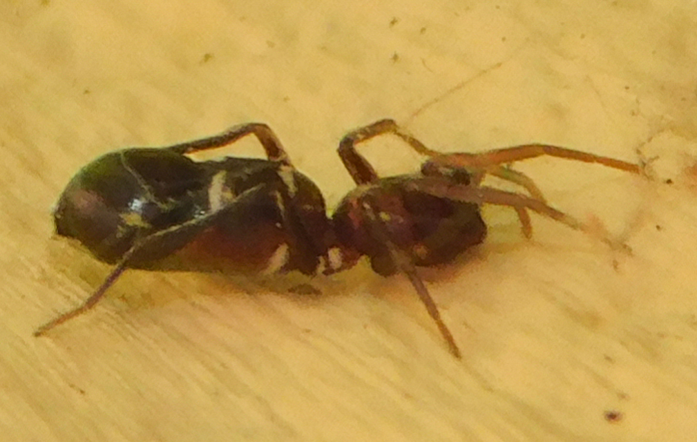 Micaria