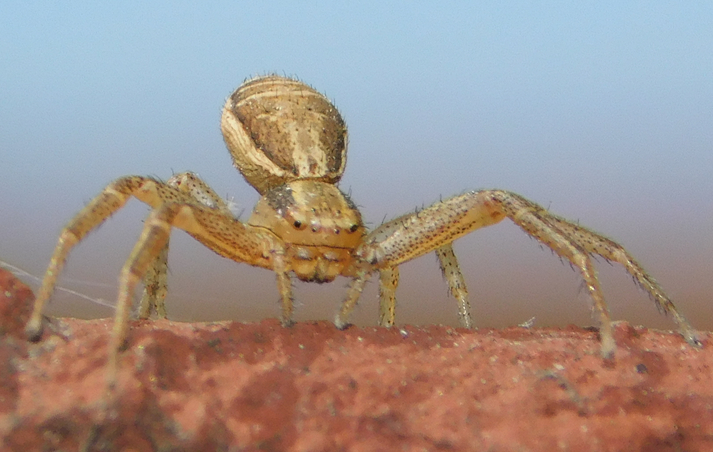 Xysticus ulmi - cserje-karolópók