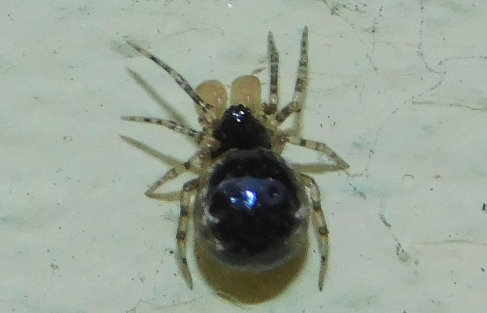 Sardinidion blackwalli