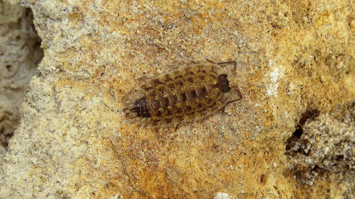 Porcellio spinicornis Porcellio spinicornis