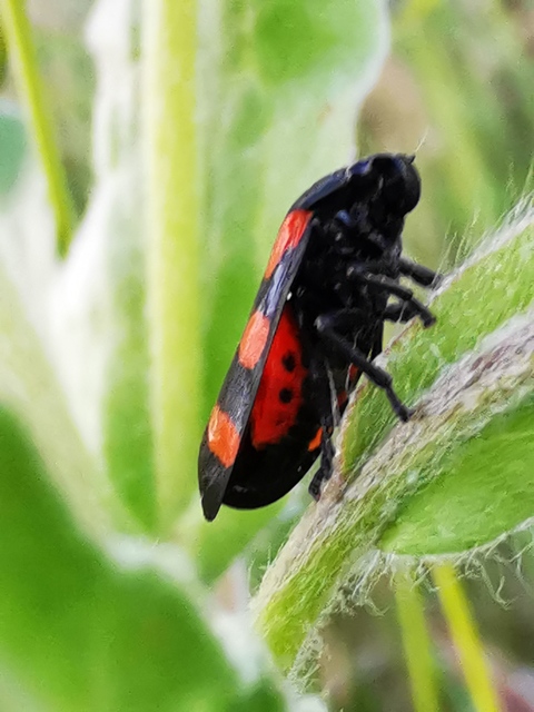 Cercopis