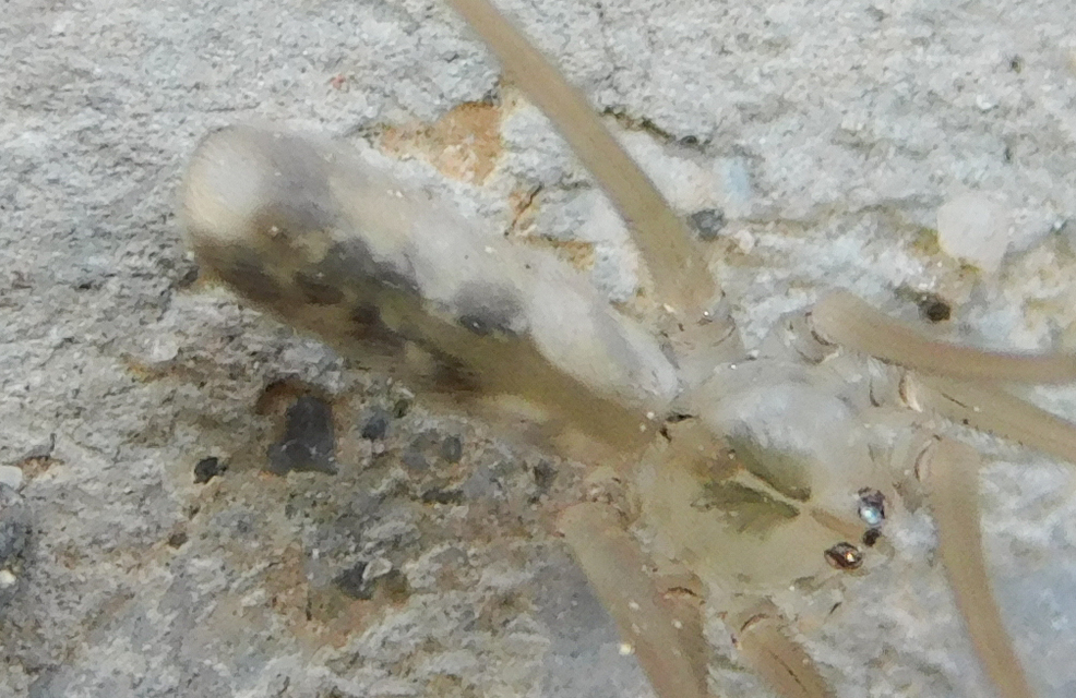 Pholcus phalangioides - nagy álkaszáspók
